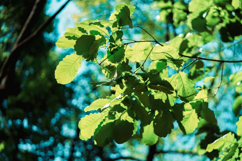 a nch with leaves and light shines on the tree nches