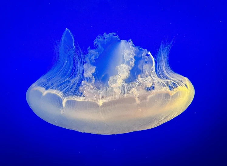 a small jellyfish is shown on a blue background