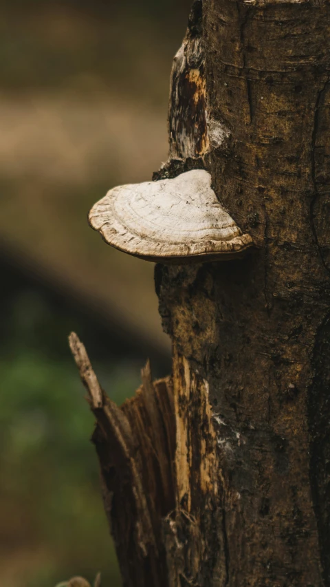 a white mushroom grows on the side of a tree