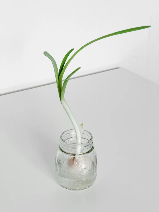 a potted plant sprouting from a small glass vase