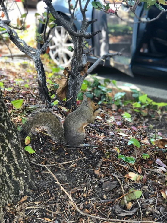 a squirrel stands in the dirt near a tree