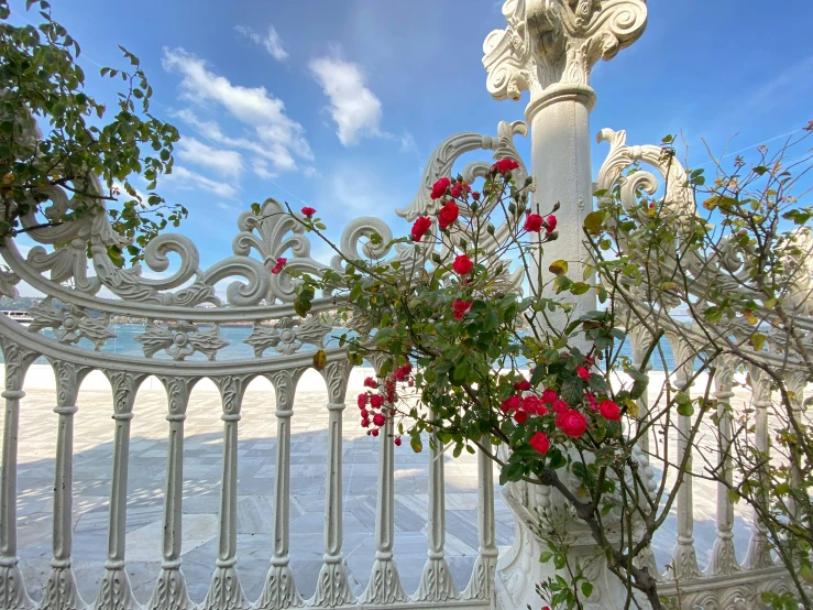 a flower bush grows near the iron gate