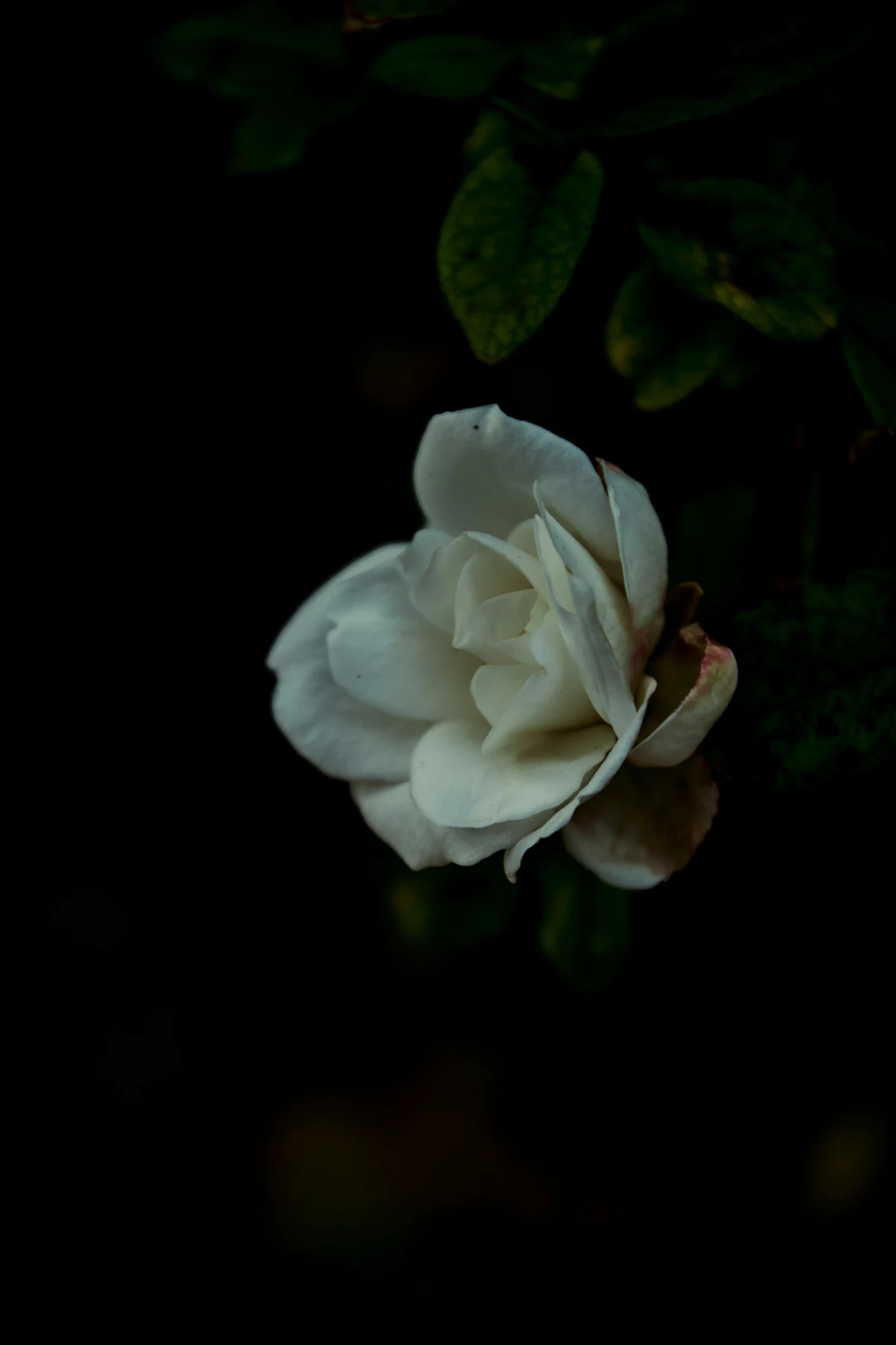 a flower sitting on top of a lush green leaf covered tree