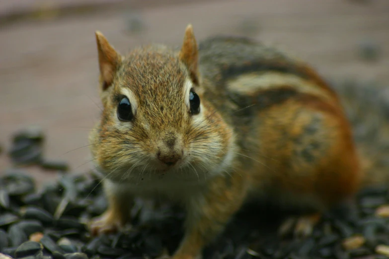 a small squirrel is standing on some rocks