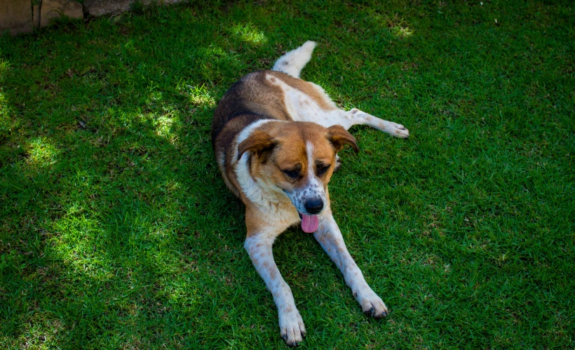 a brown dog laying on top of green grass