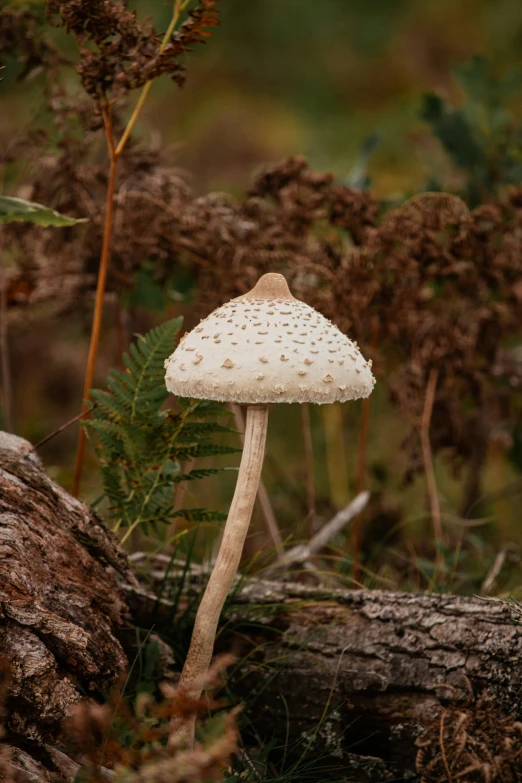 a white mushroom with dots on its head near some trees and bushes