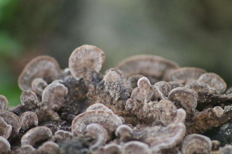 some kind of thing that is growing on top of some kind of dirt