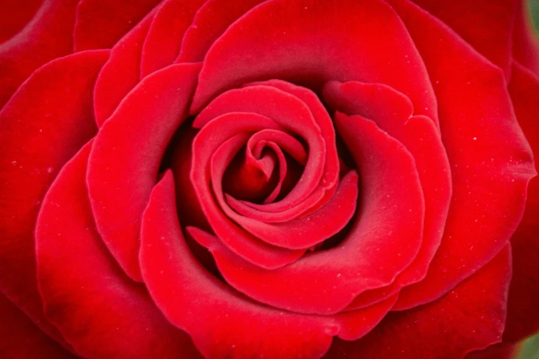 red rose close up with water drops on its petals