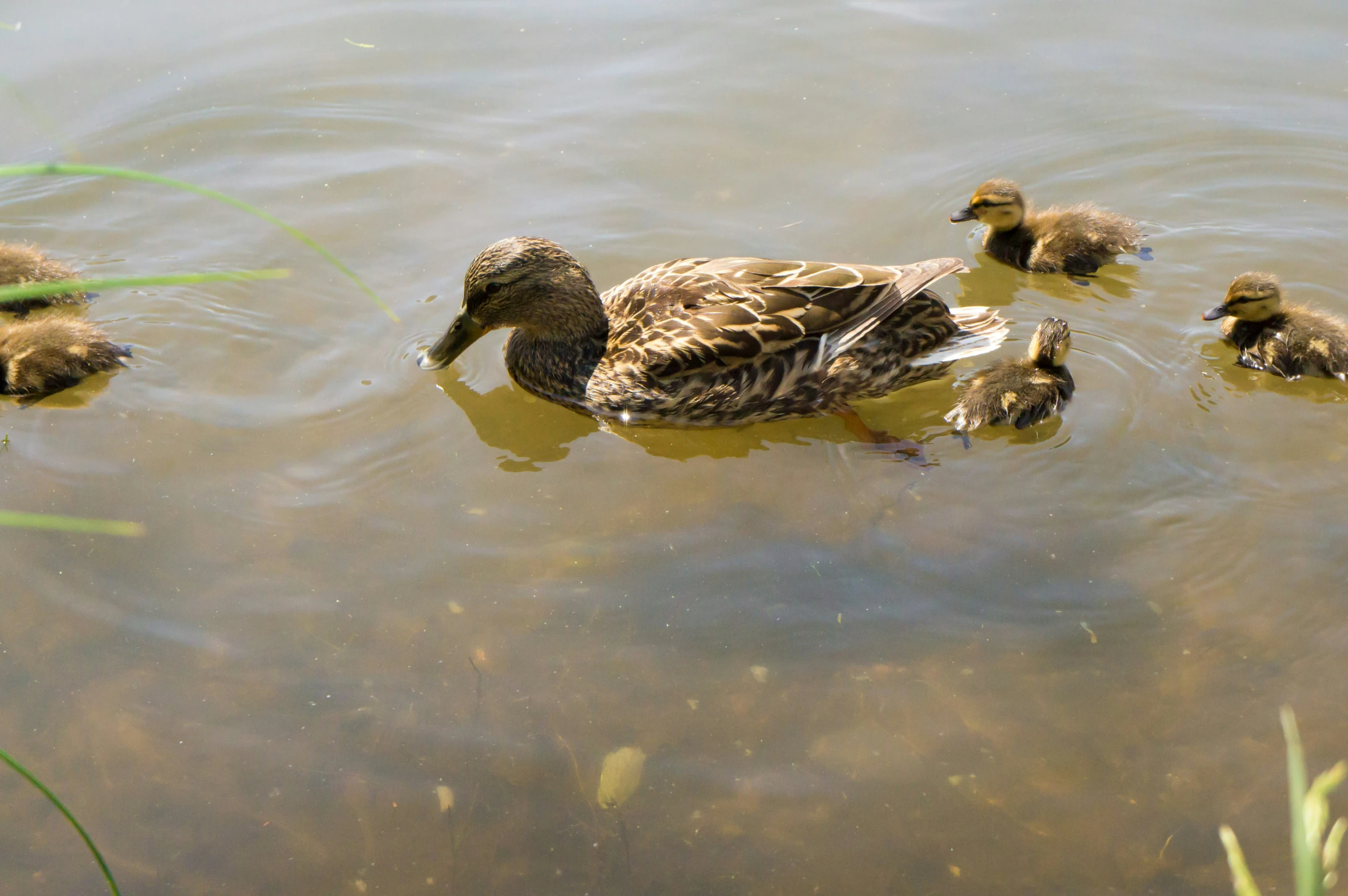 a duck with three ducklings in the water