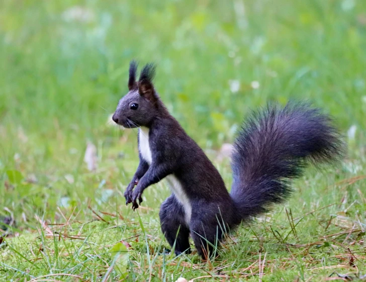 a squirrel stands on its hind legs to balance its tail