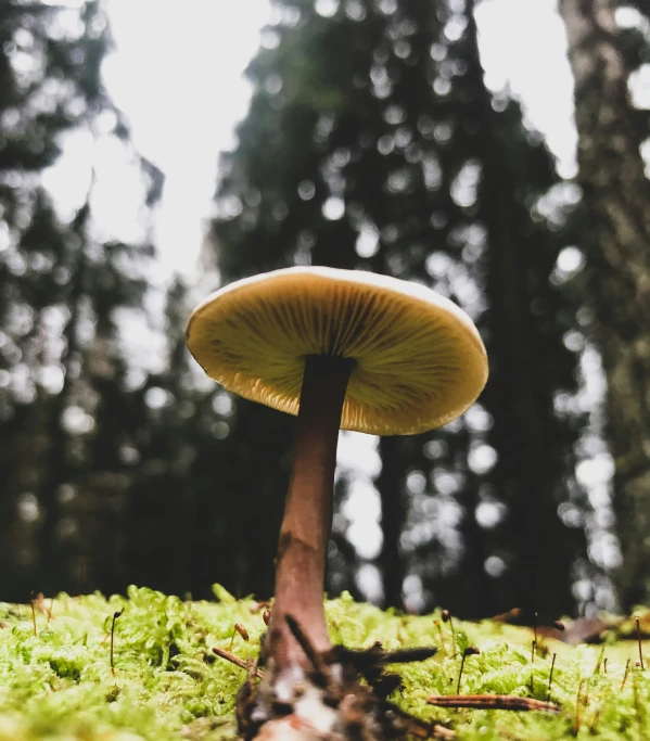 a mushroom sits alone in the forest