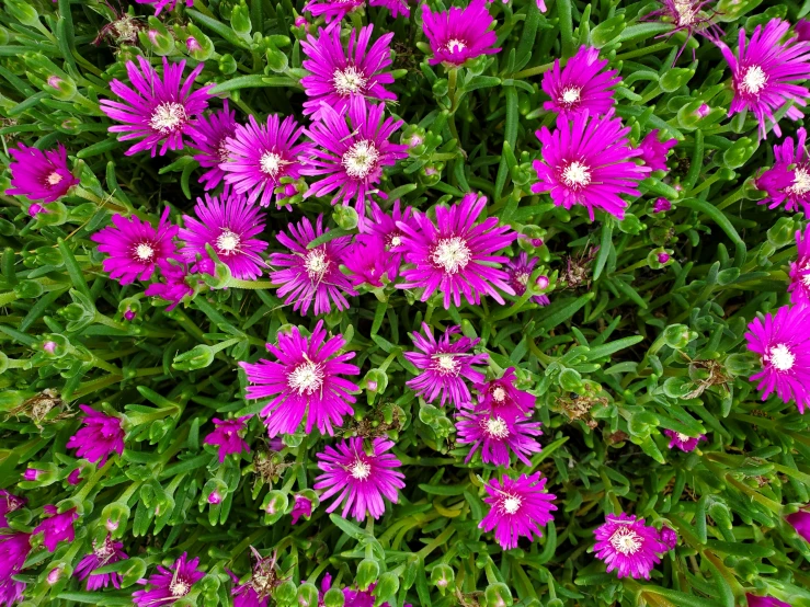 some purple flowers are growing next to each other