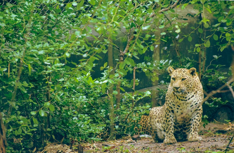 a big cat sitting in the shade next to some trees