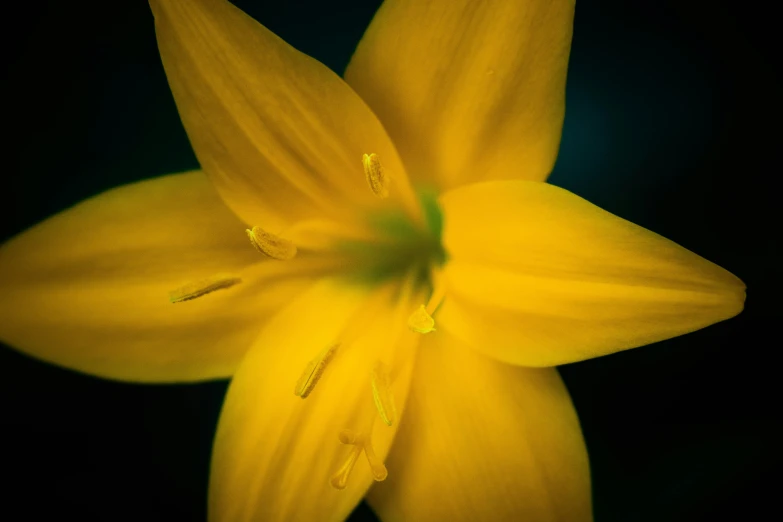 an extremely bright flower with long stems at the bottom