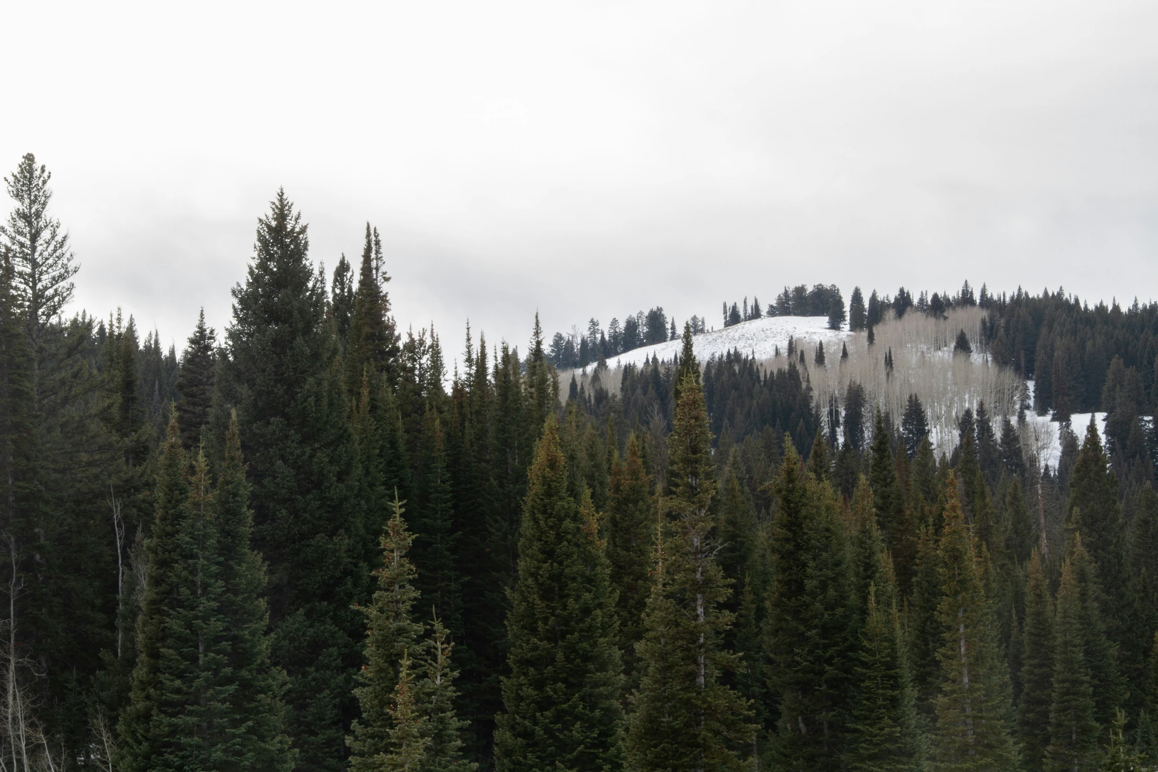 tall green pine trees and snow covered mountain