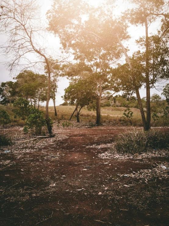 the sun shines brightly through the nches and in the distance is an area covered with sp grass and shrubs