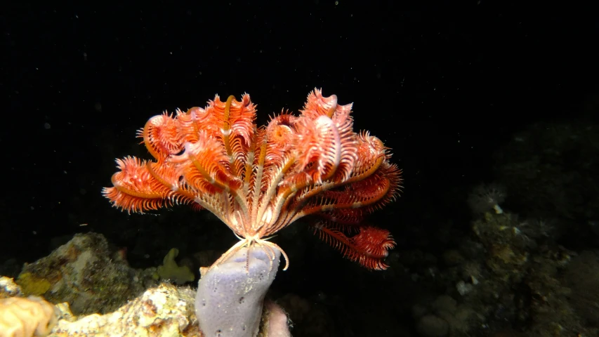 a coral with two tiny plants sticking out of it