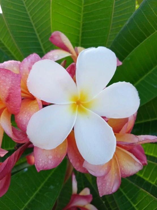 a white and pink flower with big green leaves