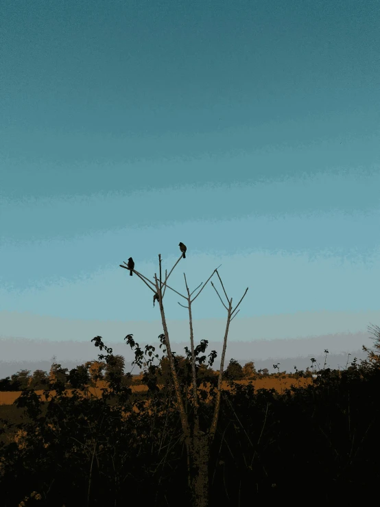 two birds perched in a tree with blue skies