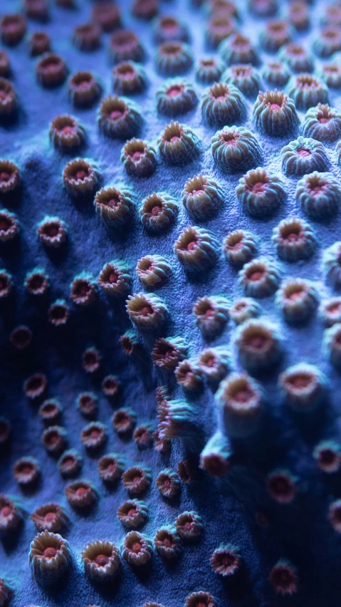 a colorful background of tiny red and blue corals