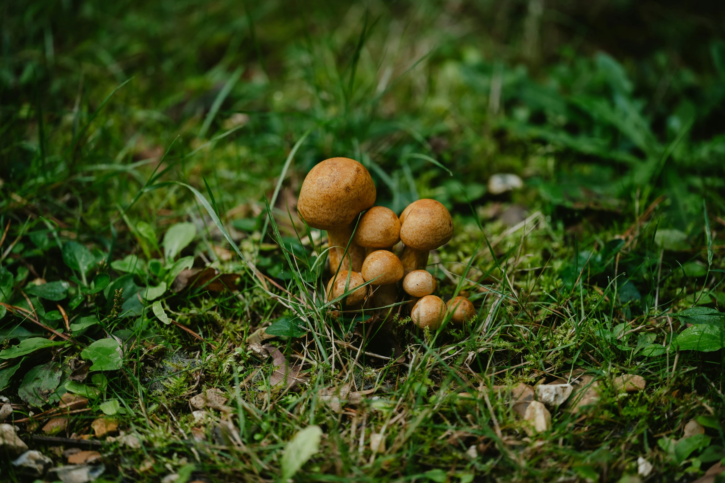 several mushrooms are growing out of the grass