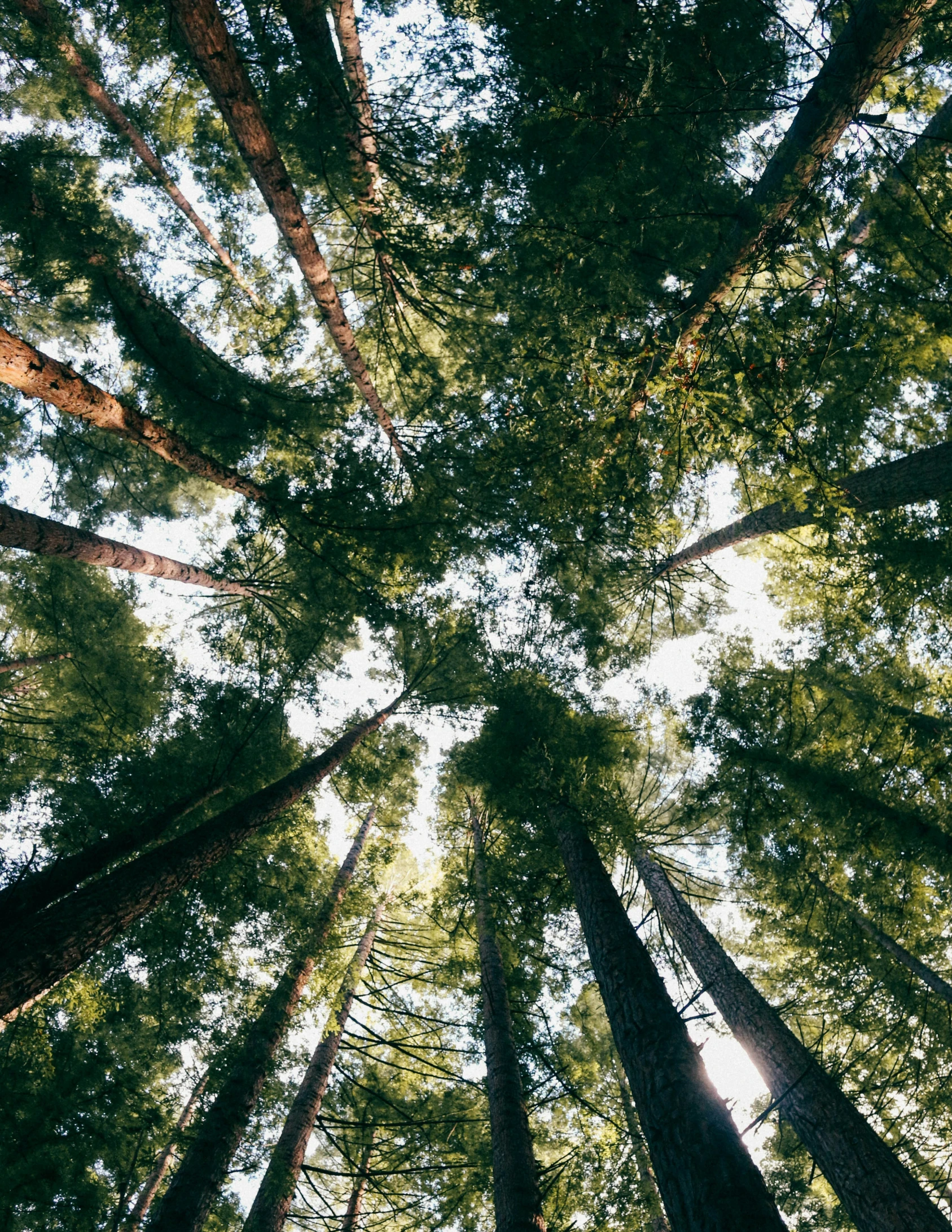 looking up into the canopy of several towering trees