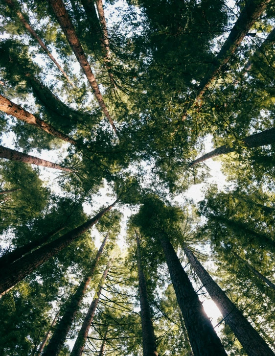 looking up into the canopy of several towering trees