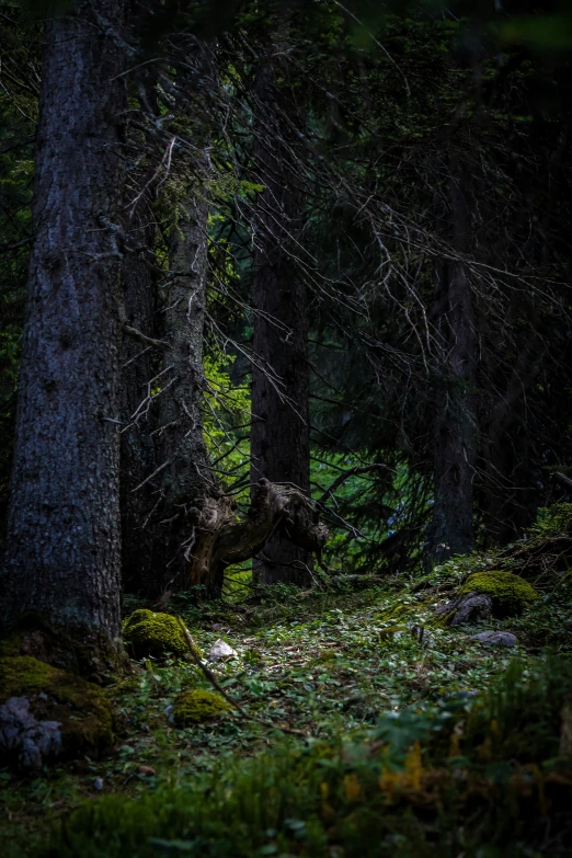 trees are in the middle of the forest