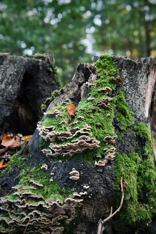 moss grows on the side of a tree stump in a forest