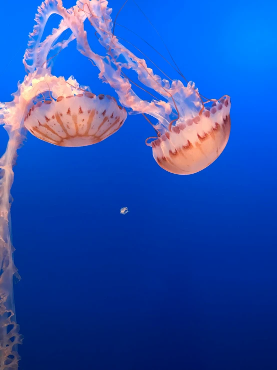 an aquarium with several fish and jellyfish in it