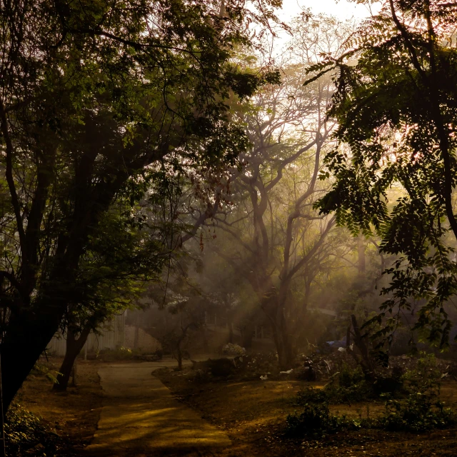 a path through the woods in the fall