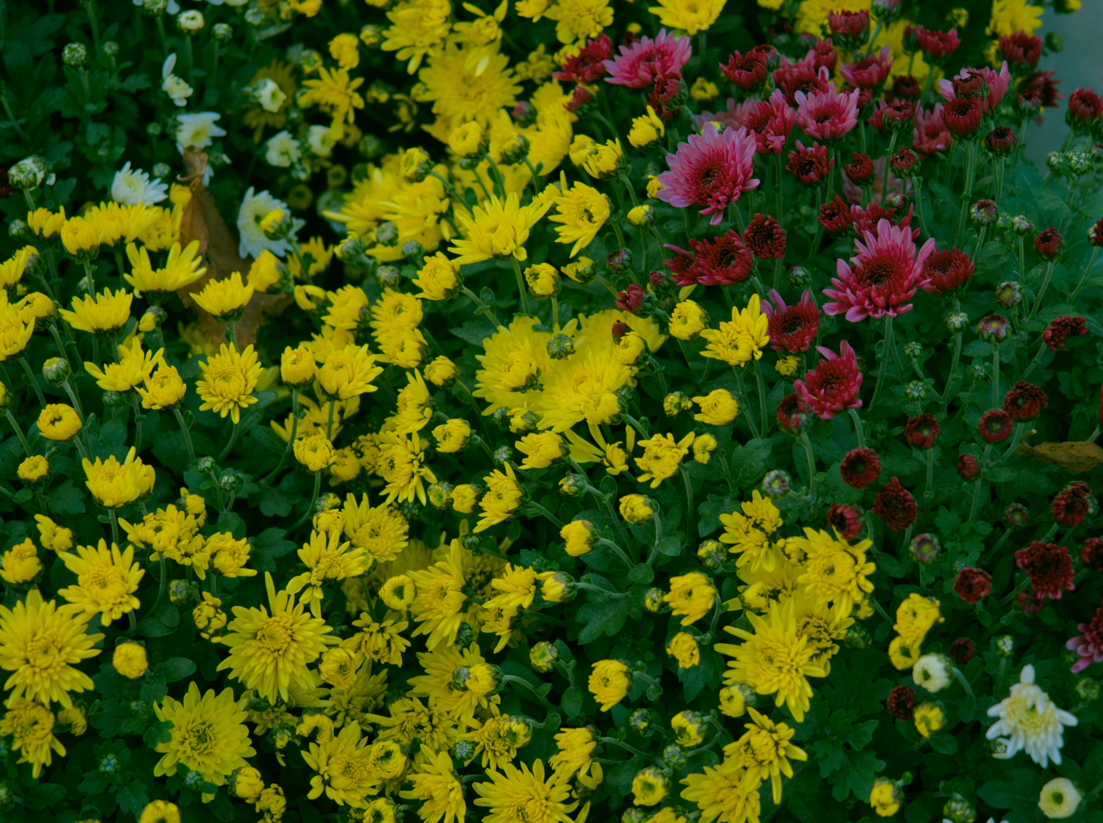 many different colored flowers of different species on green