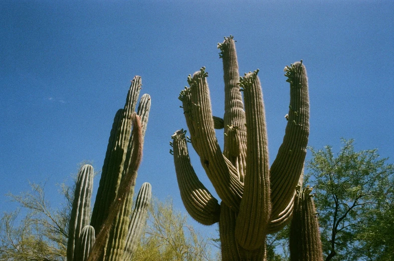 the giant cactus is in the desert on a clear day