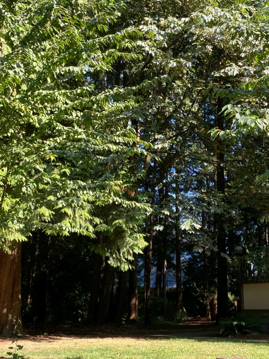 a fire hydrant sitting in the middle of the forest