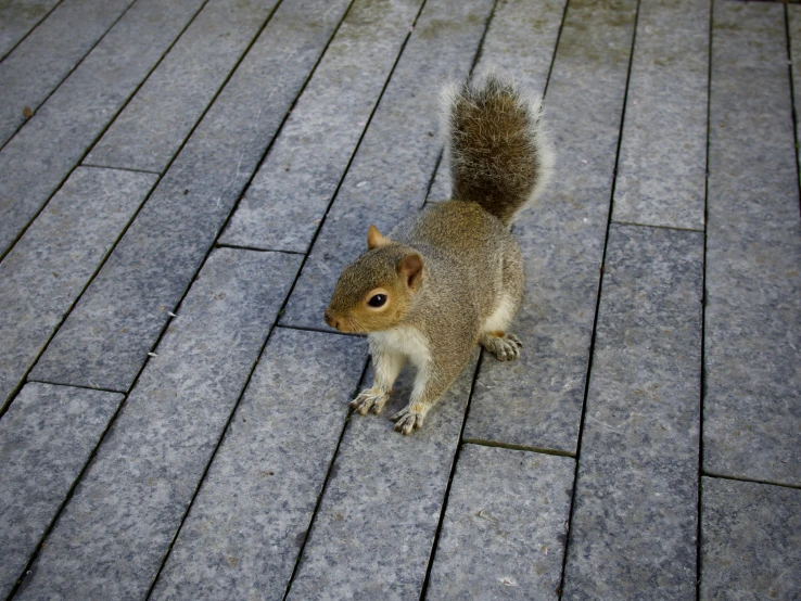 a small squirrel sits on top of a brick walkway