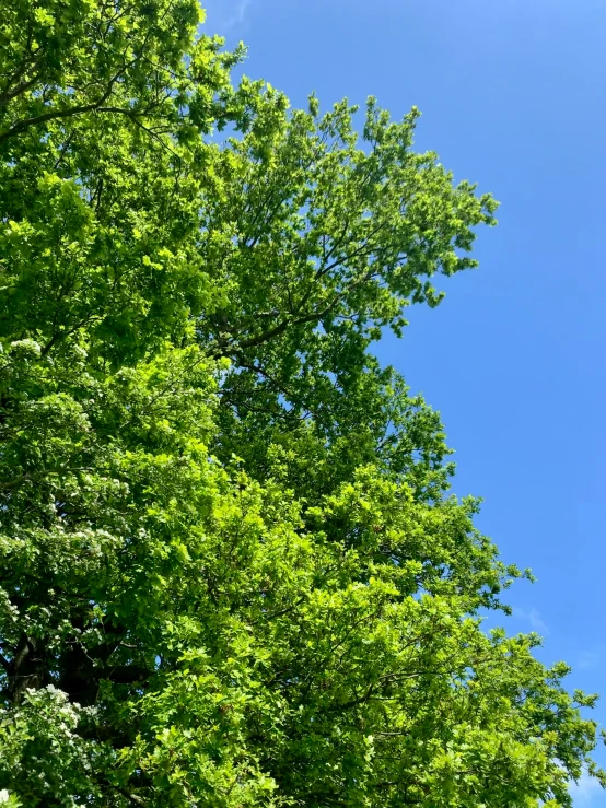 some tall trees and blue sky with some clouds