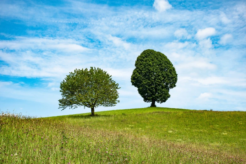 two trees on top of a grassy hill