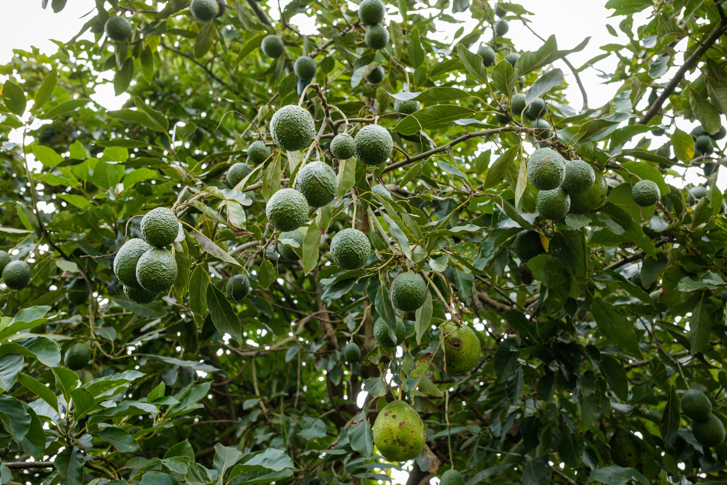some green fruits hanging off the nches of a tree