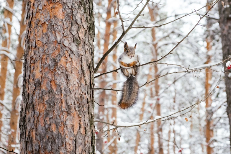 a squirrel in a snowy forest sits on the nch of a tree