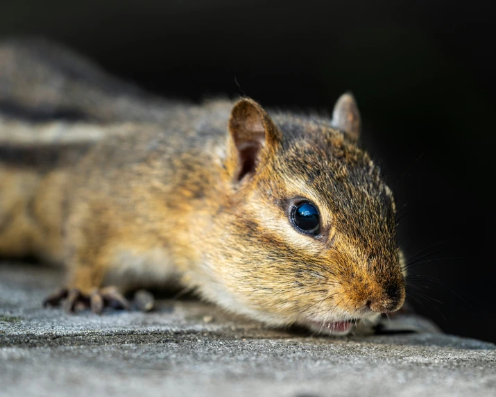 a close up of a rodent sitting on top of a pavement