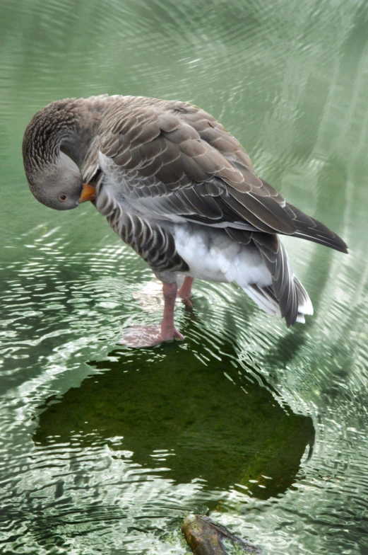 a bird standing on top of the water near a fish