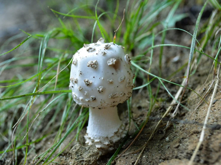 a white mushroom on the ground by some grass