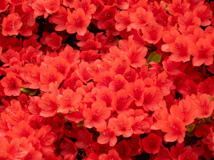 red flowers with water droplets are displayed