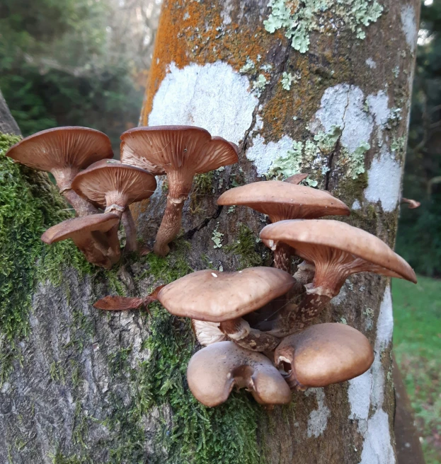 mushrooms on a tree trunk covered in moss