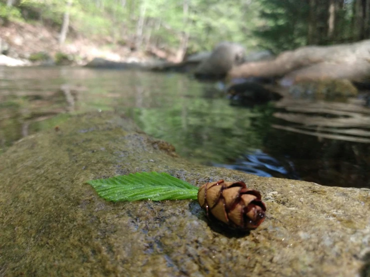 a pine cone lying on top of a rock in a stream