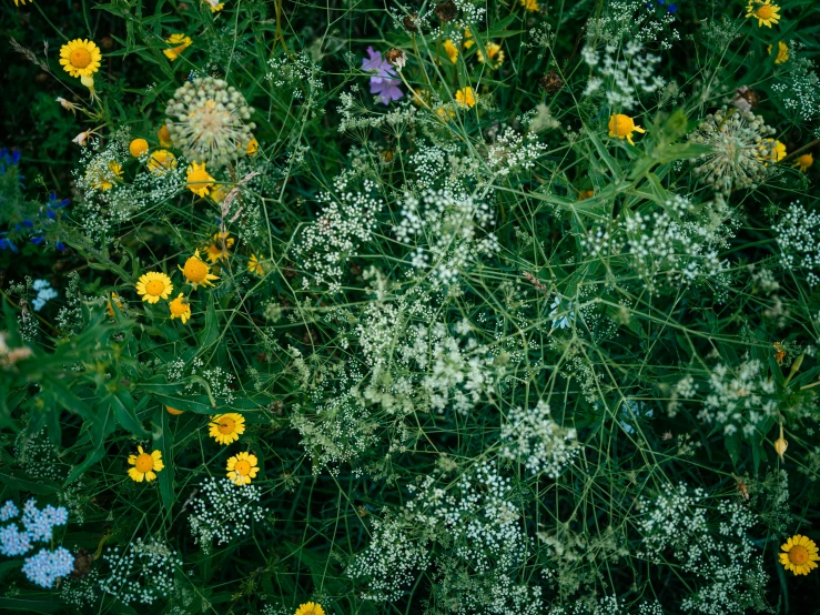 various wild flowers are growing together with green leaves