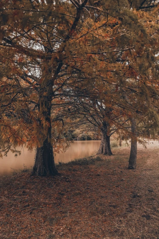 trees with leaves covering them near a park bench