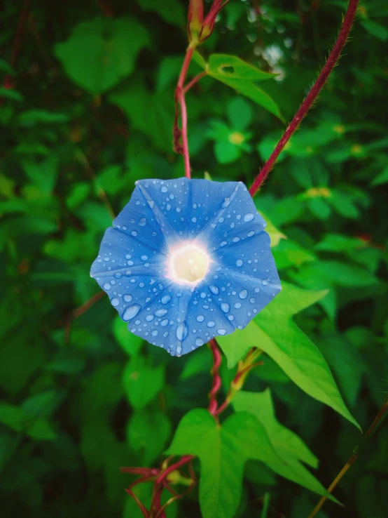 a blue flower with raindrops growing in the background