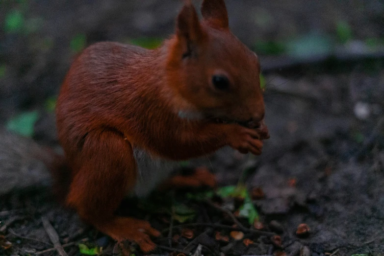 a little squirrel is standing with its tail over his mouth