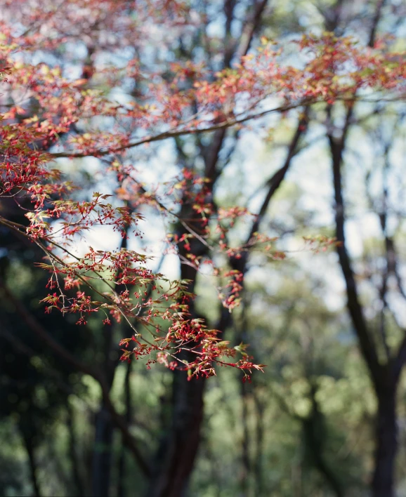 close up of some red flowers near trees